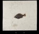 Priscacara Fossil Fish On Large Matrix #15121-1